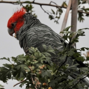 Callocephalon fimbriatum at Wingecarribee Local Government Area - suppressed