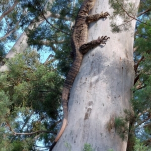 Varanus varius at Morago, NSW - 9 Jan 2024