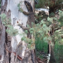 Varanus varius at Morago, NSW - 9 Jan 2024