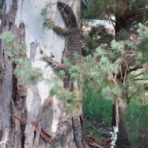 Varanus varius at Morago, NSW - 9 Jan 2024