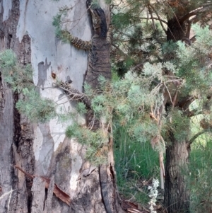 Varanus varius at Morago, NSW - suppressed