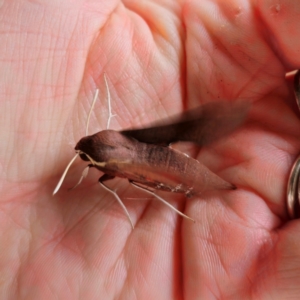 Hippotion scrofa at QPRC LGA - 23 Jan 2024