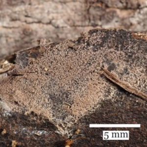 Tomentella sp. at Bruce Ridge to Gossan Hill - 24 Jul 2022 10:06 AM