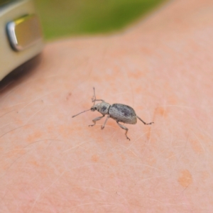 Merimnetes sp. (genus) at Bungonia National Park - 22 Jan 2024