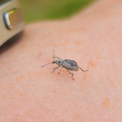 Merimnetes sp. (genus) (A weevil) at Bungonia National Park - 22 Jan 2024 by Csteele4