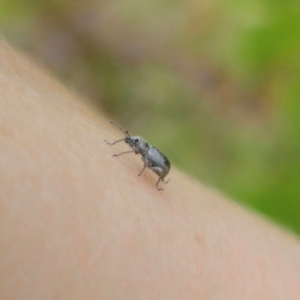 Merimnetes sp. (genus) at Bungonia National Park - 22 Jan 2024