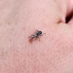 Merimnetes sp. (genus) at Bungonia National Park - 22 Jan 2024