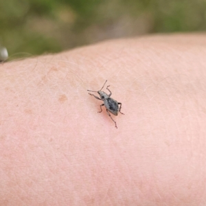 Merimnetes sp. (genus) at Bungonia National Park - 22 Jan 2024