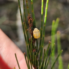 Orcus sp. (genus) (A ladybird) at Bungonia, NSW - 22 Jan 2024 by Csteele4