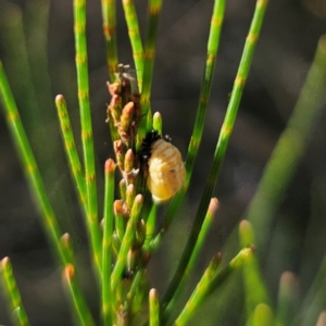 Orcus sp. (genus) at Bungonia National Park - 22 Jan 2024