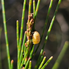 Orcus sp. (genus) at Bungonia National Park - 22 Jan 2024