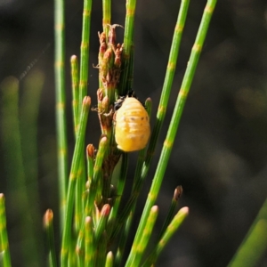 Orcus sp. (genus) at Bungonia National Park - 22 Jan 2024