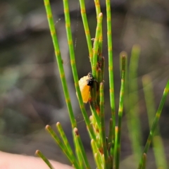 Orcus sp. (genus) at Bungonia National Park - 22 Jan 2024