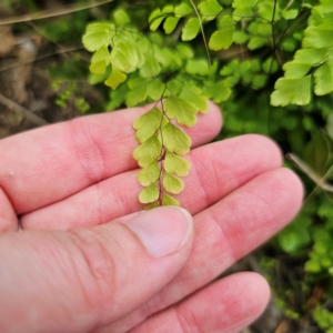 Adiantum aethiopicum at Bungonia National Park - 22 Jan 2024