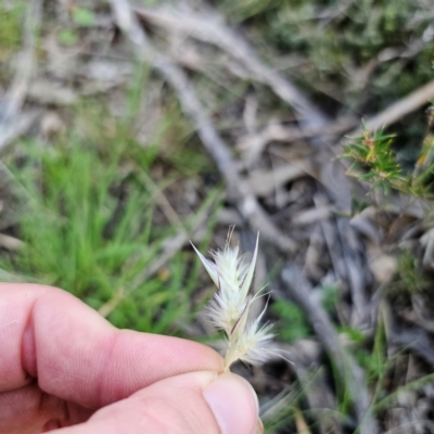 Rytidosperma sp. (Wallaby Grass) at Bungonia, NSW - 22 Jan 2024 by Csteele4