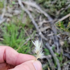 Rytidosperma sp. (Wallaby Grass) at Bungonia National Park - 22 Jan 2024 by Csteele4