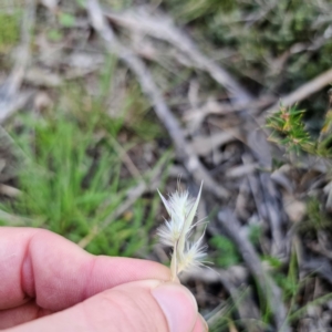 Rytidosperma sp. at Bungonia National Park - 22 Jan 2024