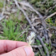 Rytidosperma sp. at Bungonia National Park - 22 Jan 2024