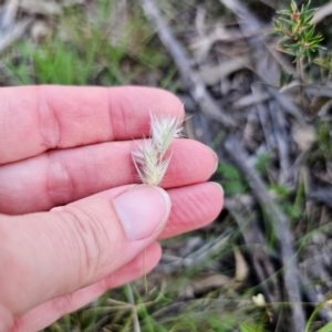 Rytidosperma sp. at Bungonia National Park - 22 Jan 2024 07:07 PM