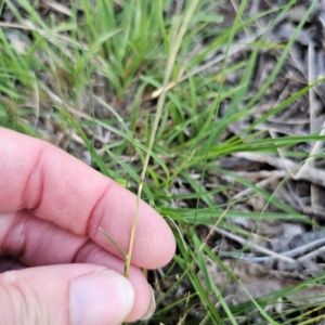 Rytidosperma sp. at Bungonia National Park - 22 Jan 2024 07:07 PM