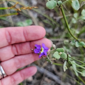 Dampiera purpurea at Bungonia National Park - 22 Jan 2024