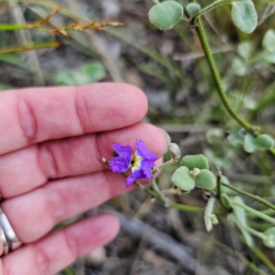 Dampiera purpurea (Purple Dampiera) at Bungonia, NSW - 22 Jan 2024 by Csteele4