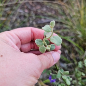 Dampiera purpurea at Bungonia National Park - 22 Jan 2024