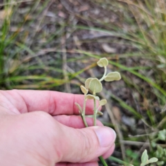 Dampiera purpurea at Bungonia National Park - 22 Jan 2024