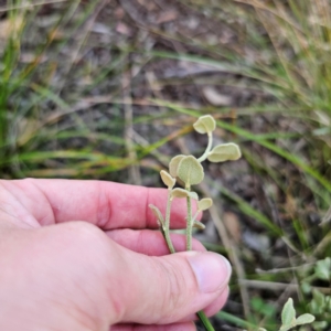 Dampiera purpurea at Bungonia National Park - 22 Jan 2024