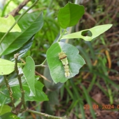 Papilio aegeus at Wollondilly Local Government Area - suppressed