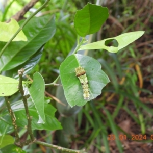 Papilio aegeus at Wollondilly Local Government Area - 23 Jan 2024