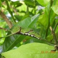 Papilio aegeus at Wollondilly Local Government Area - 23 Jan 2024