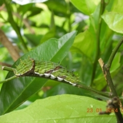 Papilio aegeus at Wollondilly Local Government Area - 23 Jan 2024