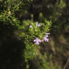 Westringia eremicola (Slender Western Rosemary) at Bungonia, NSW - 22 Jan 2024 by Csteele4