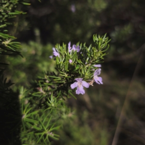 Westringia eremicola at Bungonia National Park - 22 Jan 2024