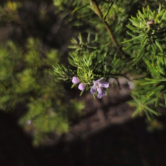 Westringia eremicola at Bungonia National Park - 22 Jan 2024