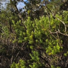 Westringia eremicola at Bungonia National Park - 22 Jan 2024