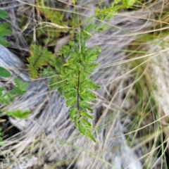 Cheilanthes sieberi subsp. sieberi (Narrow Rock Fern) at Bungonia National Park - 22 Jan 2024 by Csteele4