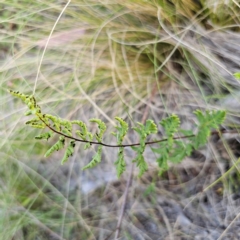 Cheilanthes sieberi subsp. sieberi at Bungonia National Park - 22 Jan 2024