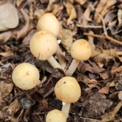 Unverified Cap on a stem; gills below cap [mushrooms or mushroom-like] at Isaacs, ACT - 22 Jan 2024 by Mike