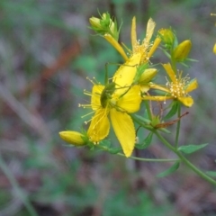 Caedicia simplex (Common Garden Katydid) at Isaacs Ridge and Nearby - 21 Jan 2024 by Mike