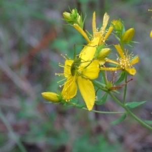 Caedicia simplex at Isaacs Pines (ICP) - 22 Jan 2024