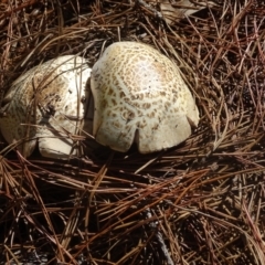 Agaricus sp. (Agaricus) at Isaacs Ridge and Nearby - 22 Jan 2024 by Mike