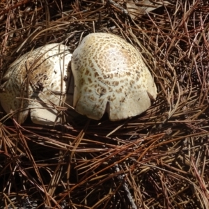 Agaricus sp. at Isaacs Ridge and Nearby - 22 Jan 2024