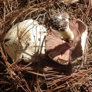 Agaricus sp. at Isaacs Ridge and Nearby - 22 Jan 2024