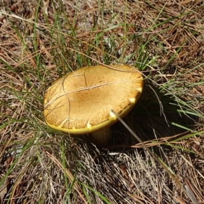 Suillus sp. (A bolete ) at Isaacs Ridge and Nearby - 21 Jan 2024 by Mike