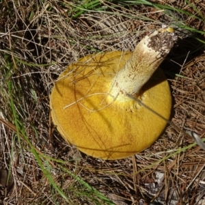 Suillus sp. at Isaacs Ridge and Nearby - 22 Jan 2024