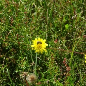 Lasioglossum (Chilalictus) sp. (genus & subgenus) at Isaacs Ridge and Nearby - 21 Jan 2024