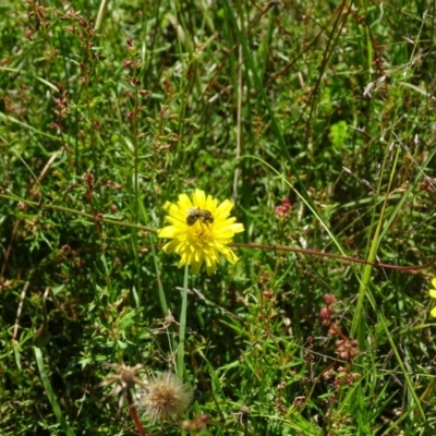 Lasioglossum (Chilalictus) sp. (genus & subgenus) (Halictid bee) at Isaacs Ridge and Nearby - 20 Jan 2024 by Mike