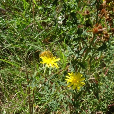 Apis mellifera (European honey bee) at Isaacs Ridge NR (ICR) - 21 Jan 2024 by Mike